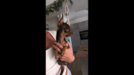 Chihuahua trembles and howls during emergency test alarm in Mannheim, Germany