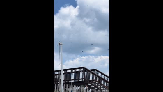 Swarm of dragonflies surprises beachgoers in Misquamicut, Rhode Island