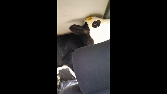 Cow spotted inside Volkswagen Passat in Warsaw, Poland