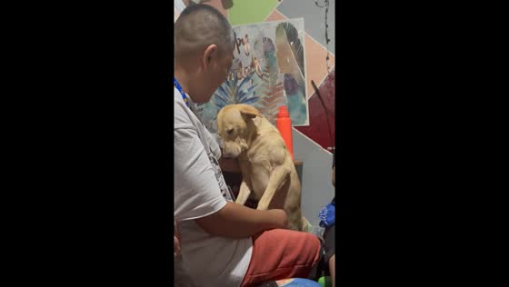 Apologetic pup can't catch z's, begs boss for snooze time