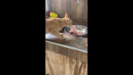 Sneaky cat caught trying to steal raw meat in Lanao del Norte, Philippines