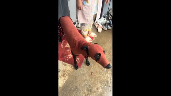 Dog wears handmade clothes in Fujian, China
