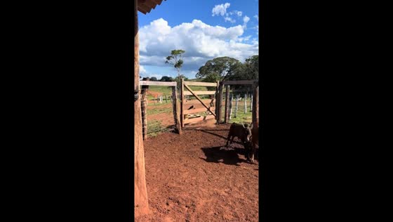 Cow's daring escape: gravity-defying leap ends with a tumble in Minas Gerais