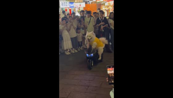 Samoyed dog shows off motorcycle trick in Jiangxi, China