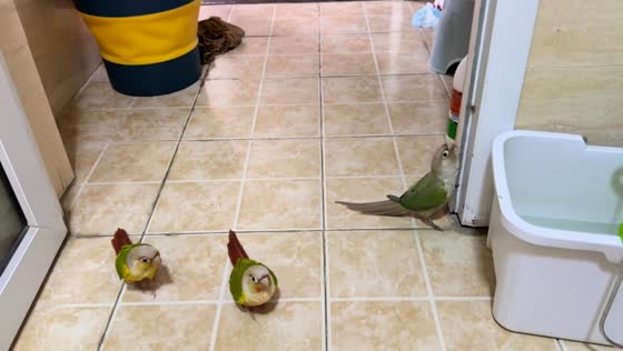 Three parrots create knocking sound while pecking door frame in Anhui, China