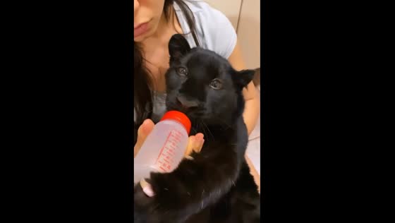 Russian panther baby Luna playfully bonds with caretaker during feeding