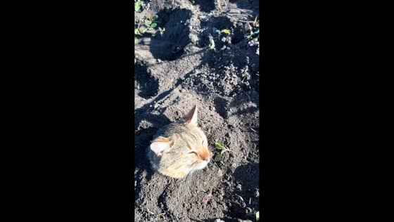 Cat buried in ground enjoying 30°C weather in Kyiv, Ukraine