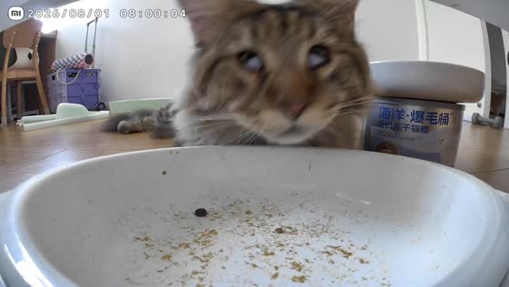 Kitten adorably wakes up to its automatic feeder in Anhui, China