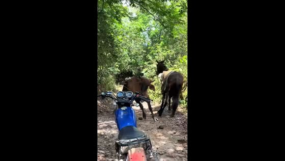 Cow suddenly charges at horse and handlers in Barinas, Venezuela