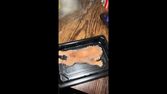Man startled by food shaped like a small dog in Florida, USA