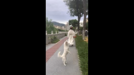 Dog walks on hind legs while following woman in Hanfu in Chongqing, China