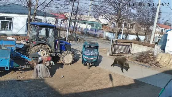 Wild boars collide with tricycle and cause damage in Hebei, China