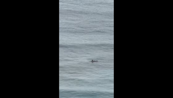 Surfer stays calm amid Pacific tsunami warnings in Waikiki, Hawaii
