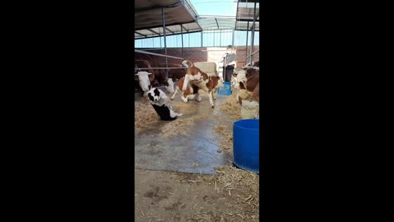 Dog gets kicked after chasing calf into barn in Liaoning, China