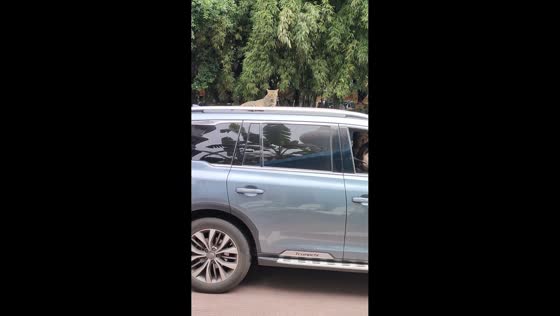 Cat gets unexpected ride on vehicle roof after sneaking into parking area in Chongqing, China
