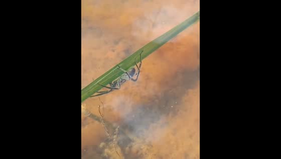 Spider dives underwater to hide in Minas Gerais, Brazil