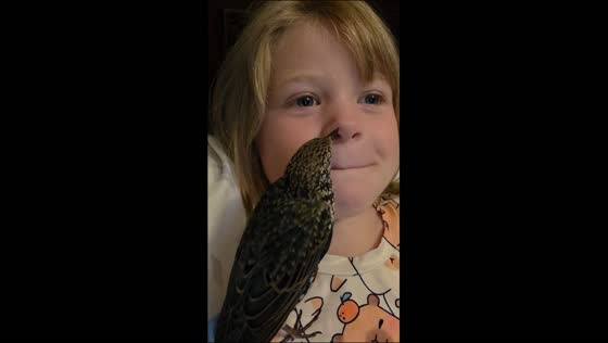 Rescued starling hilariously examines 6-year-old girl's teeth in Michigan, USA