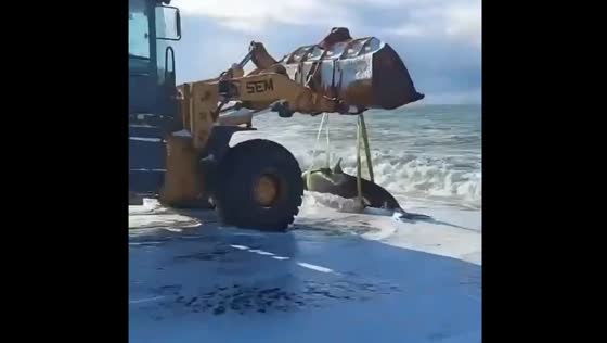 Killer whale rescued after washing ashore in Kamchatka, Russia