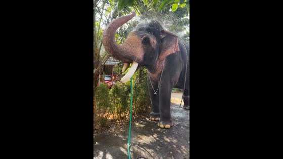 Elephant uses pipe to drink and spray water on its back in Kerala