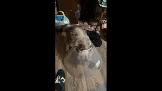 Curious cat gets stuck in E-collar while playing in McBain, USA