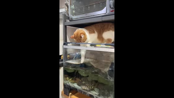 Mischievous orange cat taps turtles into aquarium water in Beijing, China