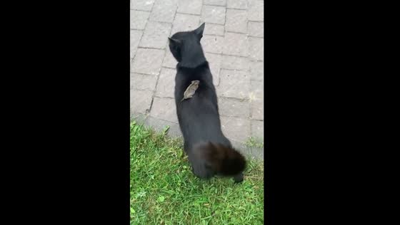 Unconventional cat and mouse chase: when the prey strikes back in Lviv, Ukraine!
