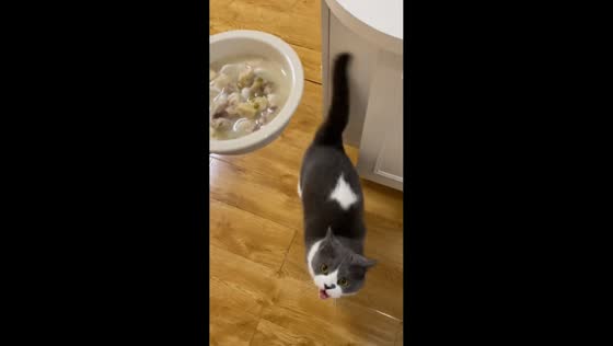 Hungry cat eagerly chases food bowl in Zhejiang, China