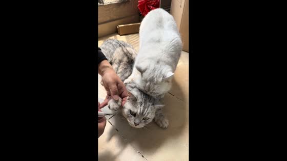Cat helper assists with nail trim in Sichuan, China