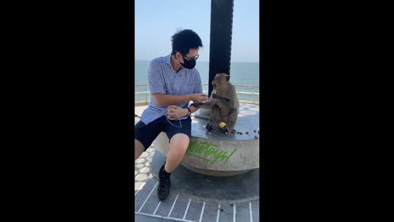 Monkey's food tantrum: man gets a snack slap in Thailand