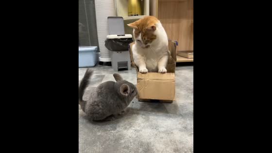 Ginger cat and chinchilla share playful moment in Guizhou, China