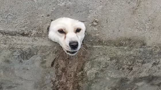 Dog pokes head through wall and barks in Sichuan, China