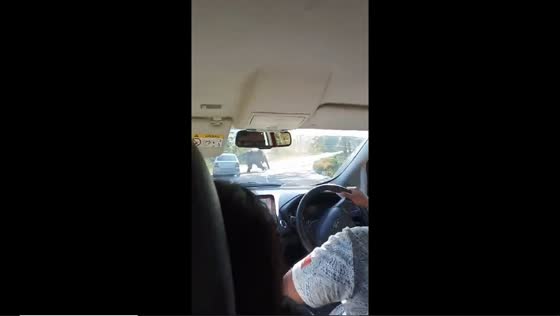 Elephant charges and attacks cars on Bandhipur - Muthanga Road, India