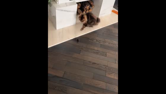 Cat chases mouse around fireplace in Lviv, Ukraine