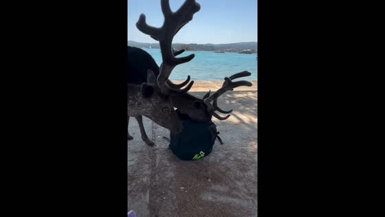 Deer raid backpack for food in Badija, Croatia