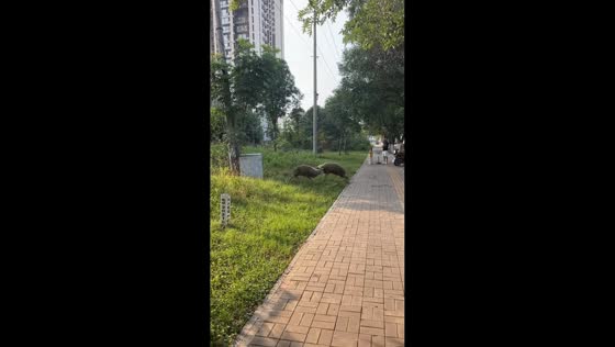 Two sheep headbutt in roadside clash in Anhui, China