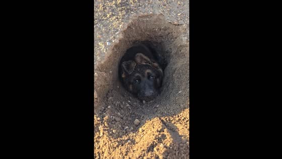 Dog plays in hole in Viterbo, Italy