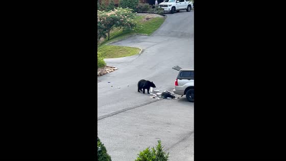 Bear breaks into truck for trash feast in Gatlinburg