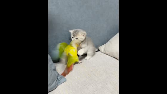 Parrot chases kitten while playing on a couch in Shanxi, China
