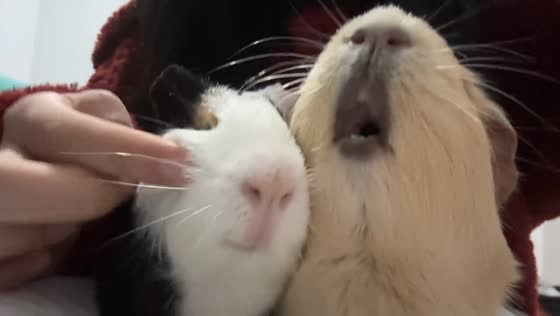 Guinea pig freezes mid–teeth gnash when owner touches its friend in Zhejiang, China