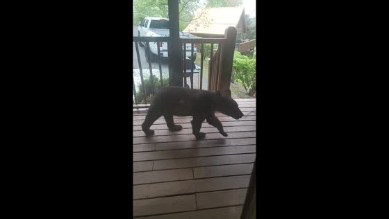 Bear encounter: nap interrupted in Sevierville, Tennessee