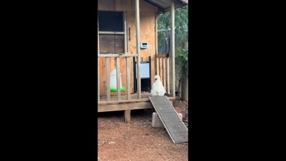 Silkie shakes its head like rock 'n' roll in Perth, Australia