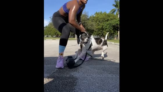 Dog attack incident at Roscoe Warren Municipal Park in Homestead, Florida