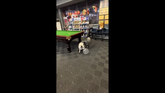 Dog plays with balloon inside store in Guangdong, China