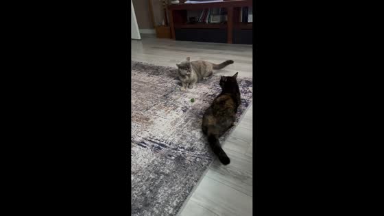 British Shorthair cats playfully dispute over ball in Bursa, Turkey