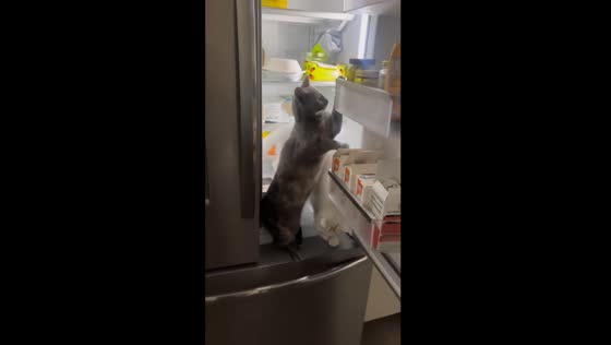 Chloe and Ollie's refrigerator adventure