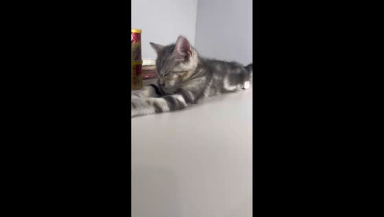 Adorable kitten naps and head-bobs, making owner laugh in Jiangsu, China