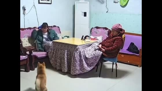 Woman accidentally hits person while throwing toy for dog in Guangxi, China