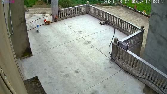 Dog pushes fence while chasing another dog in Sichuan, China