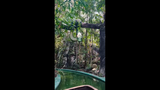 Snakes spotted at safari attraction in Bangkok, Thailand