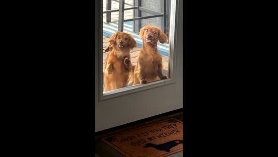 Excited dogs wanting to get inside the house in Arizona, USA